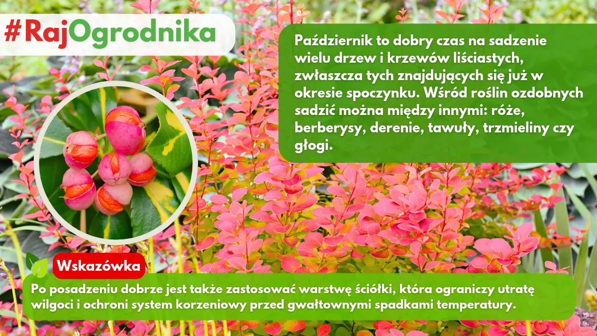 Jakie krzewy ozdobne można sadzić w październiku w ogrodzie blog sklep rajogordnika